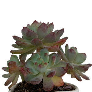 Funny Gifts | Personalised Coffee Mug With Plants